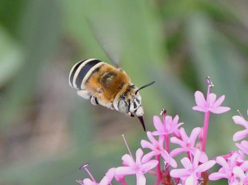 Réf. 234 404 : Amegilla quadrifasciata